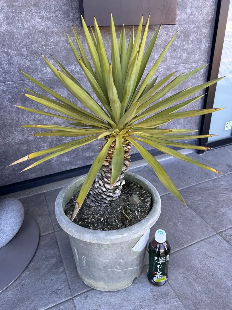 2026年最新】ユッカ グロリオサ キミガヨランの人気アイテム - メルカリ