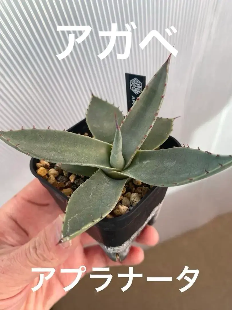 2026年最新】アガベアプラナータの人気アイテム - メルカリ