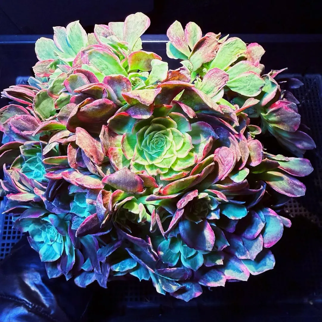 2026年最新】アエオニウム ハロウィン法師抜き苗の人気アイテム - メルカリ