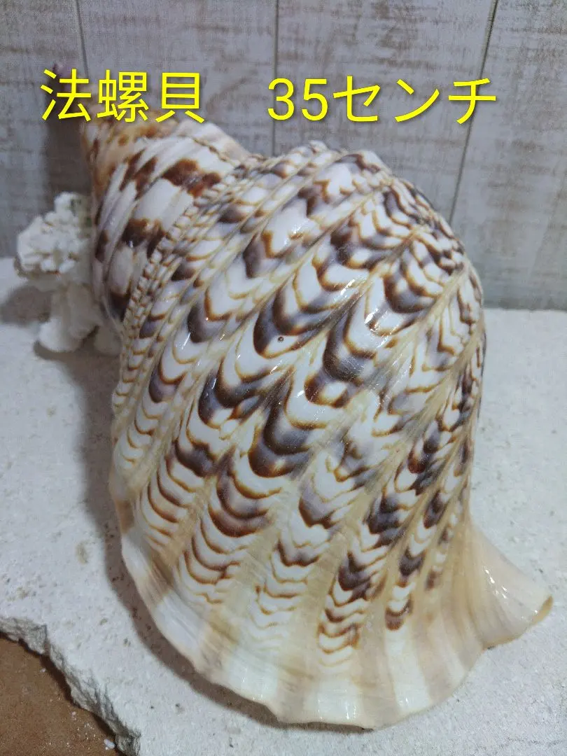 2026年最新】沖縄の法螺貝 ほら貝の人気アイテム - メルカリ