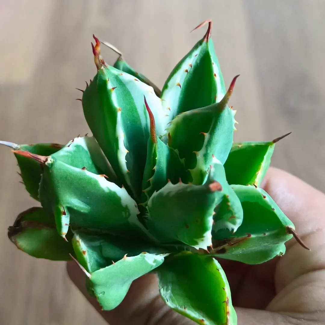 2026年最新】アガベ キュービック錦の人気アイテム - メルカリ