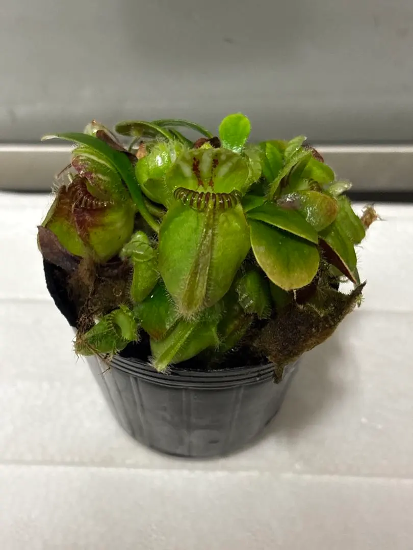 2026年最新】セファロタス ジャイアントの人気アイテム - メルカリ