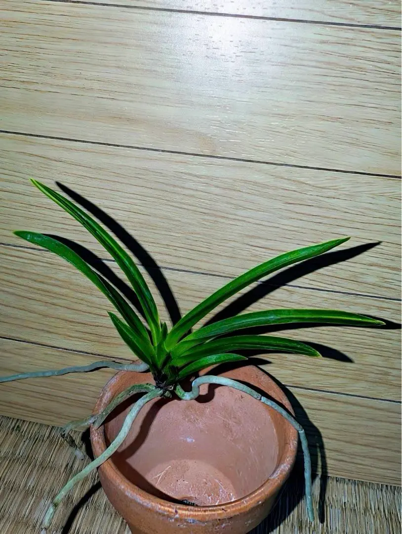 2026年最新】羆 富貴蘭の人気アイテム - メルカリ