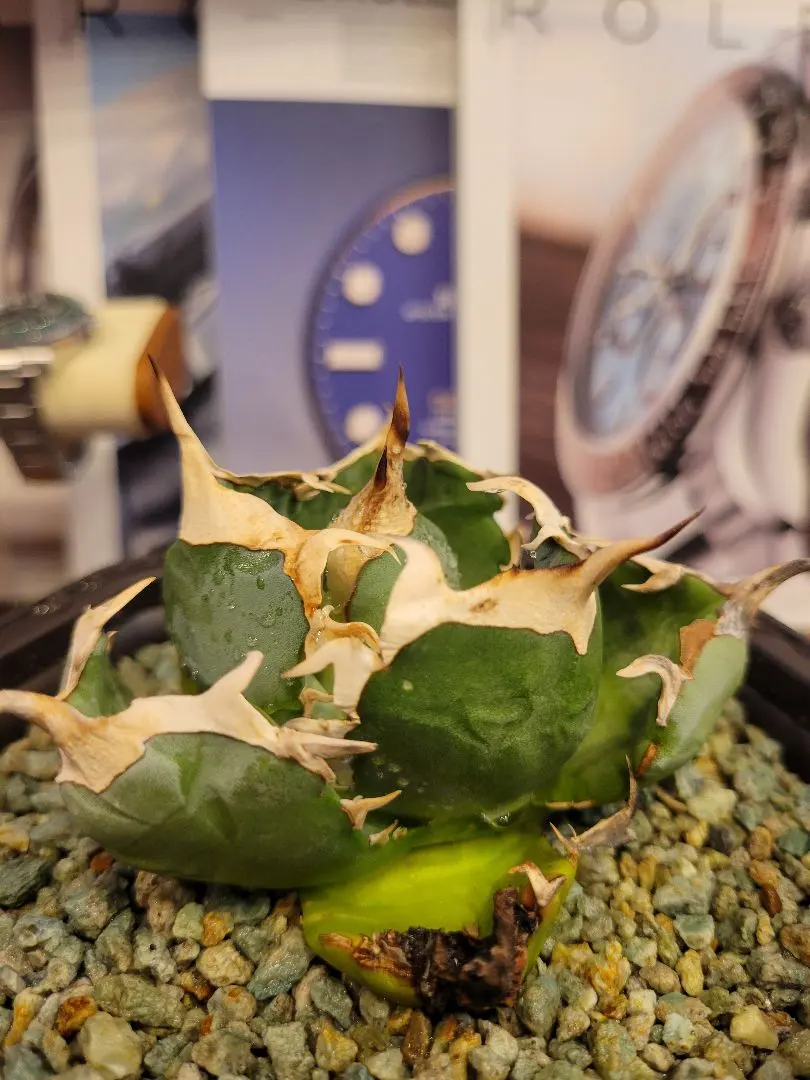 2026年最新】オアハカワイルドの人気アイテム - メルカリ