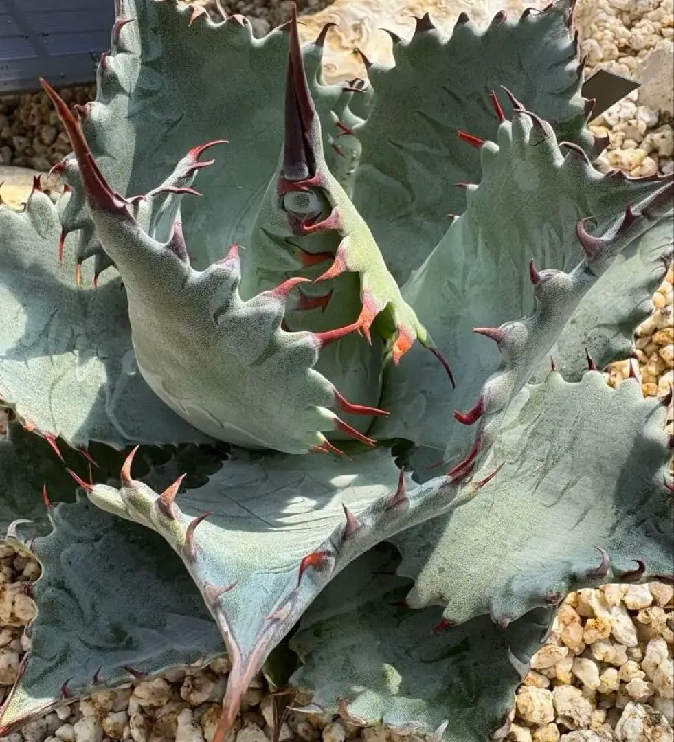 2026年最新】アガベ パラサナ イシスメンシスの人気アイテム - メルカリ