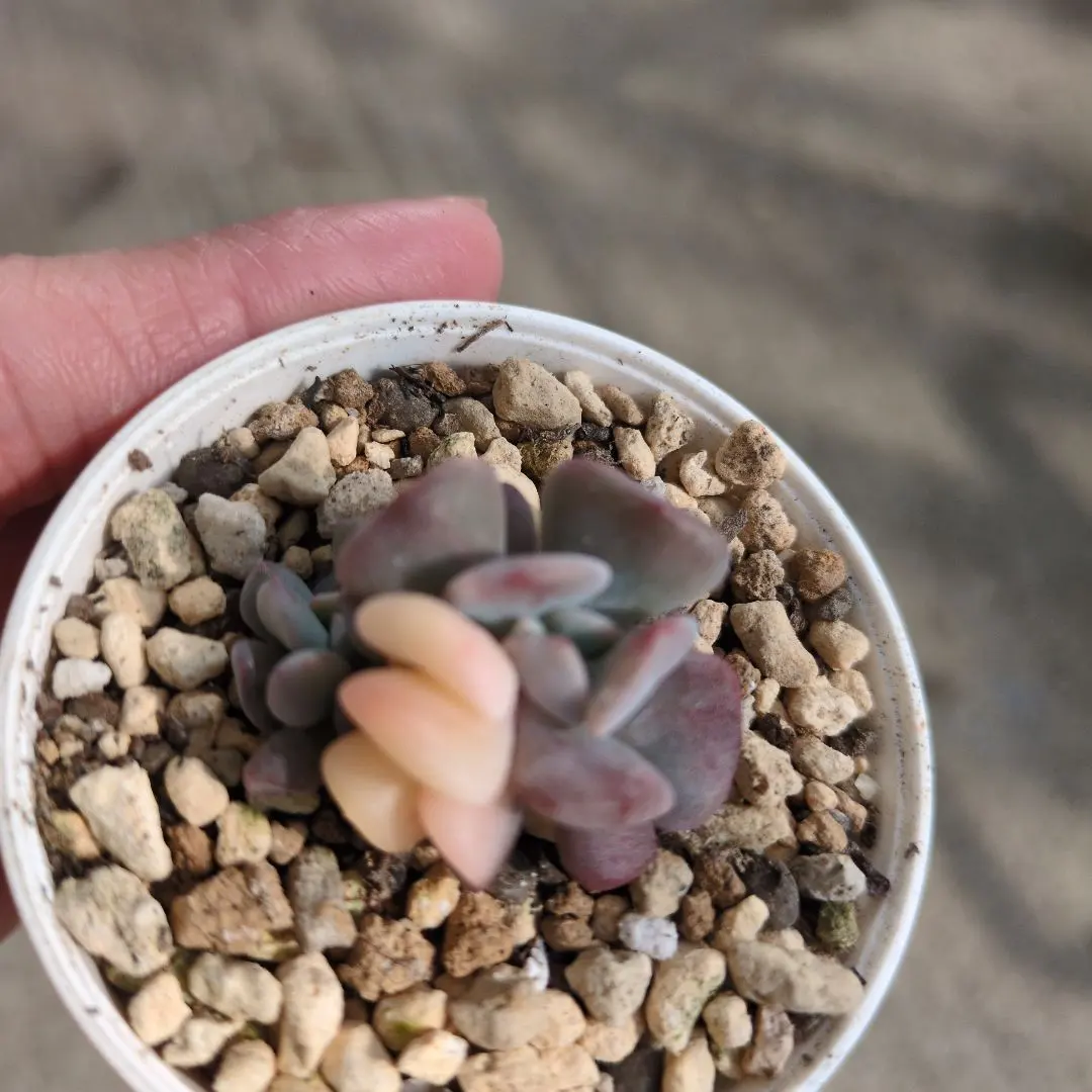 2026年最新】キュービックフロスティ錦の人気アイテム - メルカリ