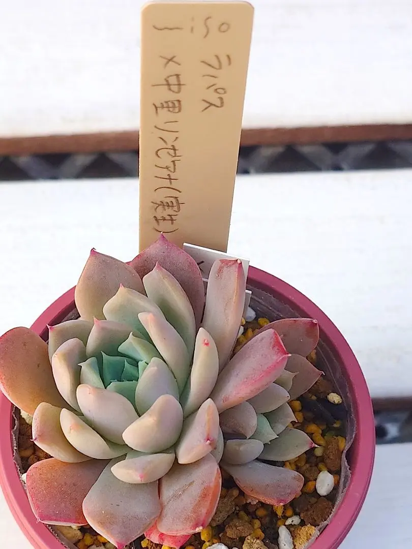 2026年最新】タネから多肉 ミソップさん苗の人気アイテム - メルカリ