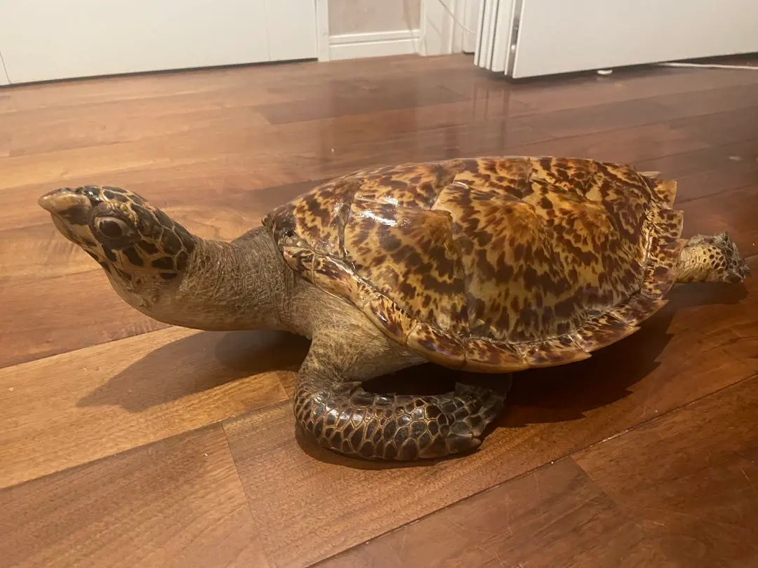 2026年最新】ウミガメの剥製の人気アイテム - メルカリ