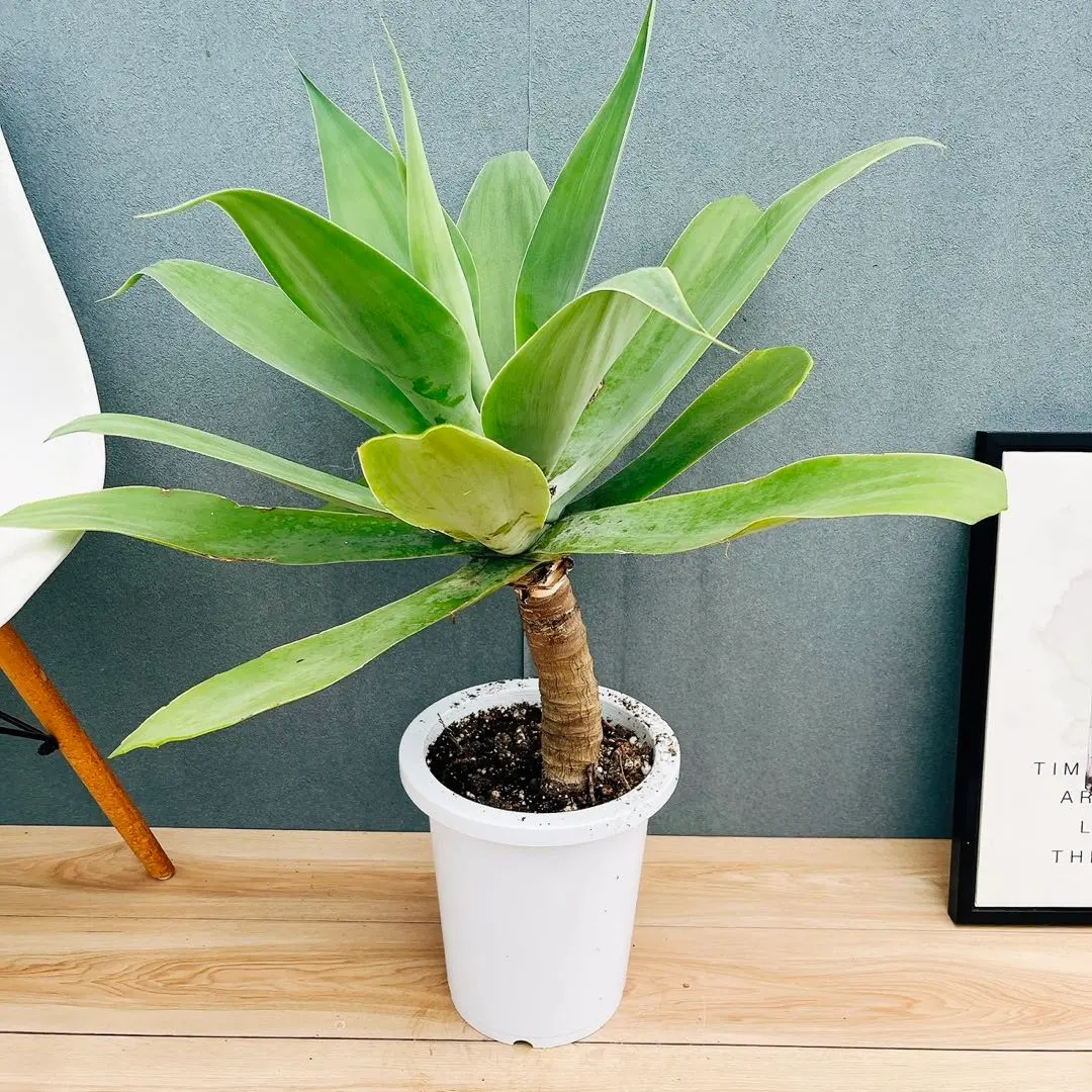 2026年最新】アガベアテナータの人気アイテム - メルカリ