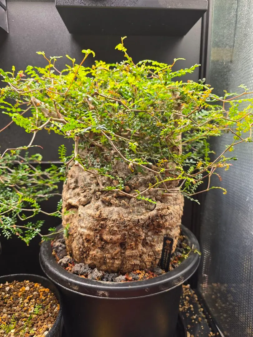 2026年最新】オペルクリカリア 斑入りの人気アイテム - メルカリ