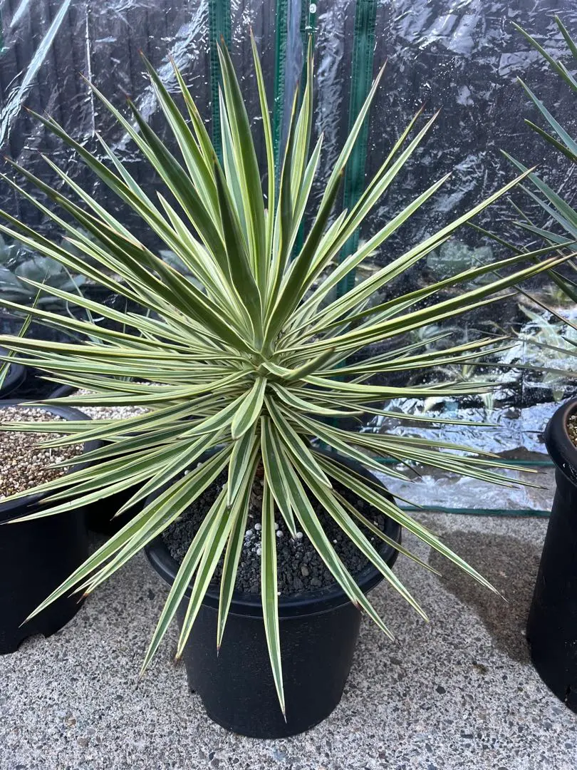 2026年最新】アロイフォリア 斑入りの人気アイテム - メルカリ