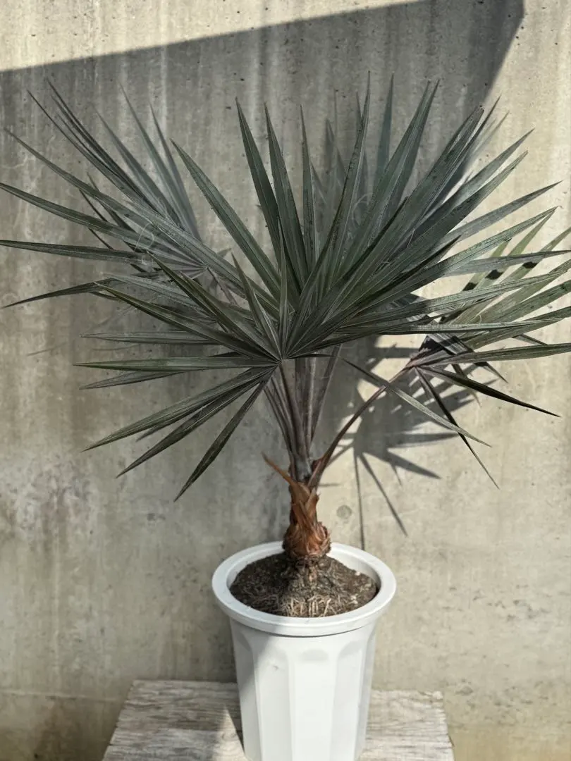 2026年最新】ビスマルキア・シルバーの人気アイテム - メルカリ