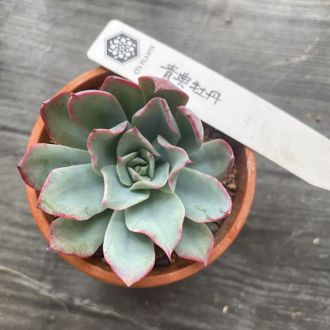 多肉172 青典牡丹 札付き オーズプランツ苗 ポットごとメルカリ便 多肉172