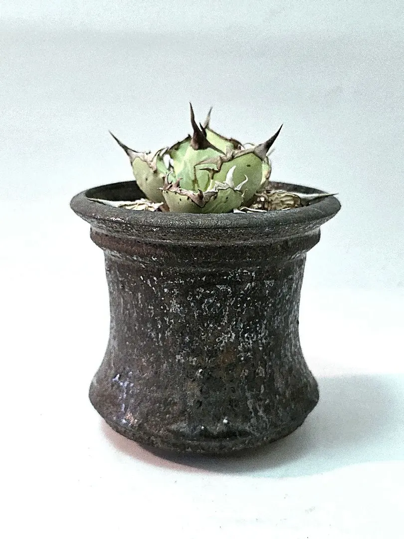 2026年最新】姫野翔太 鉢の人気アイテム - メルカリ