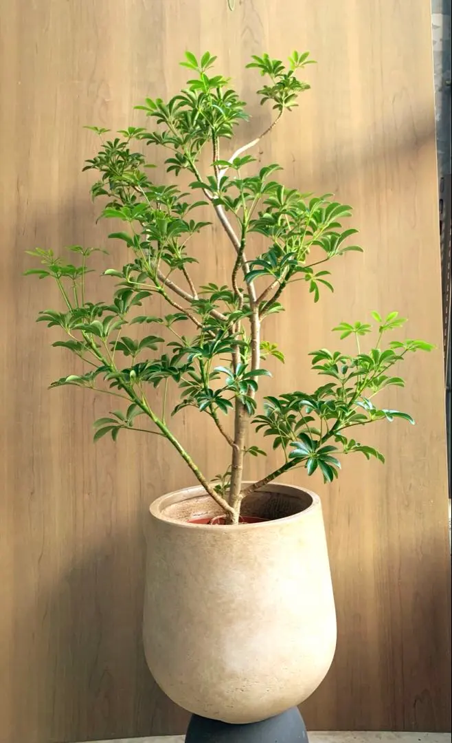 2026年最新】シェフレラ コンパクタの人気アイテム - メルカリ