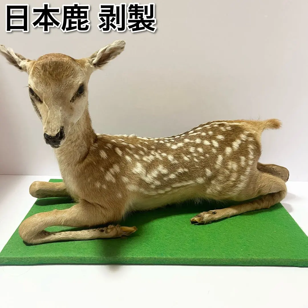 2026年最新】バンビ 剥製の人気アイテム - メルカリ