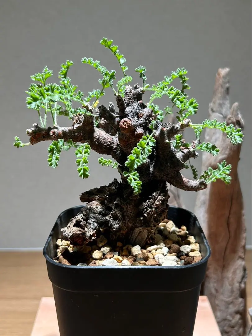 2026年最新】ペラルゴニウム アルテルナンスの人気アイテム - メルカリ