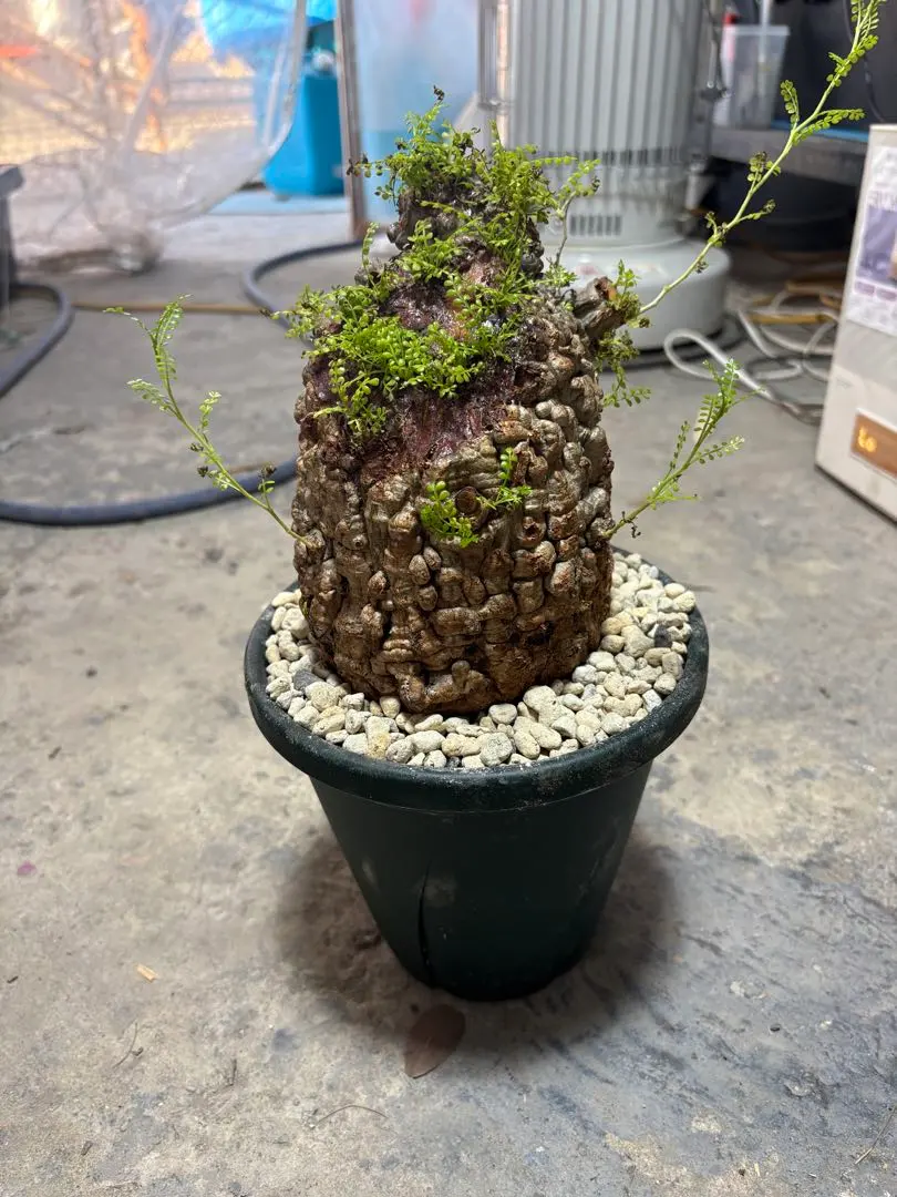 2026年最新】パキプス 未発根の人気アイテム - メルカリ