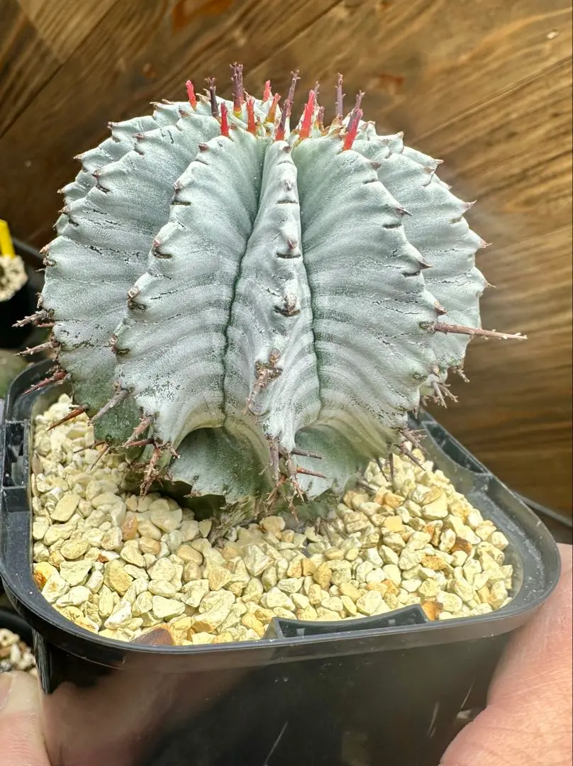 2026年最新】関上no1ホリダの人気アイテム - メルカリ