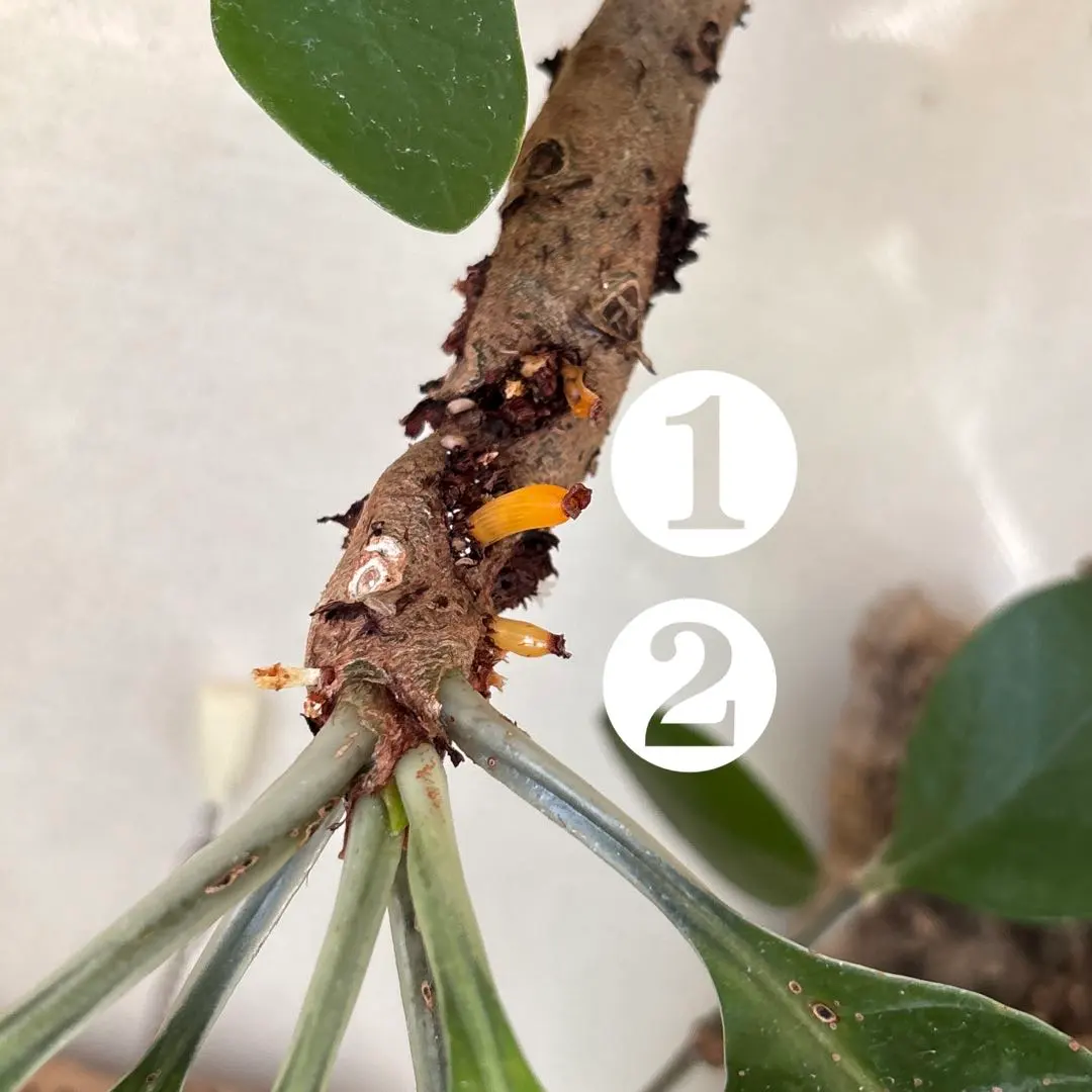 2026年最新】myrmecodiaの人気アイテム - メルカリ