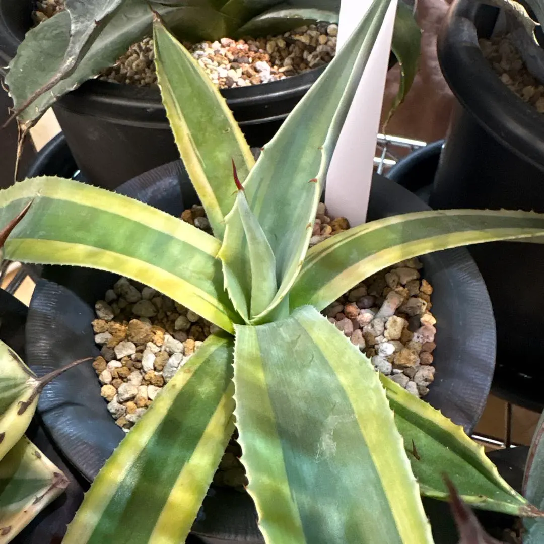 2026年最新】ovatifoliaの人気アイテム - メルカリ