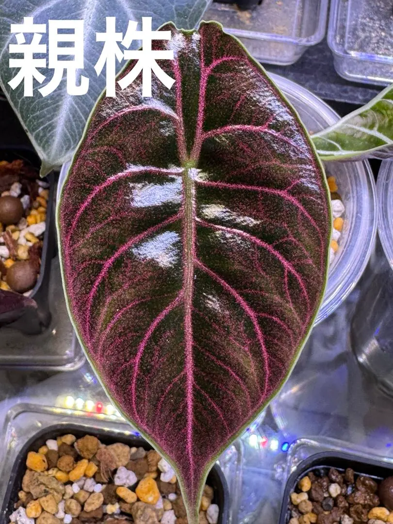 2026年最新】アロカシア アズラニーの人気アイテム - メルカリ