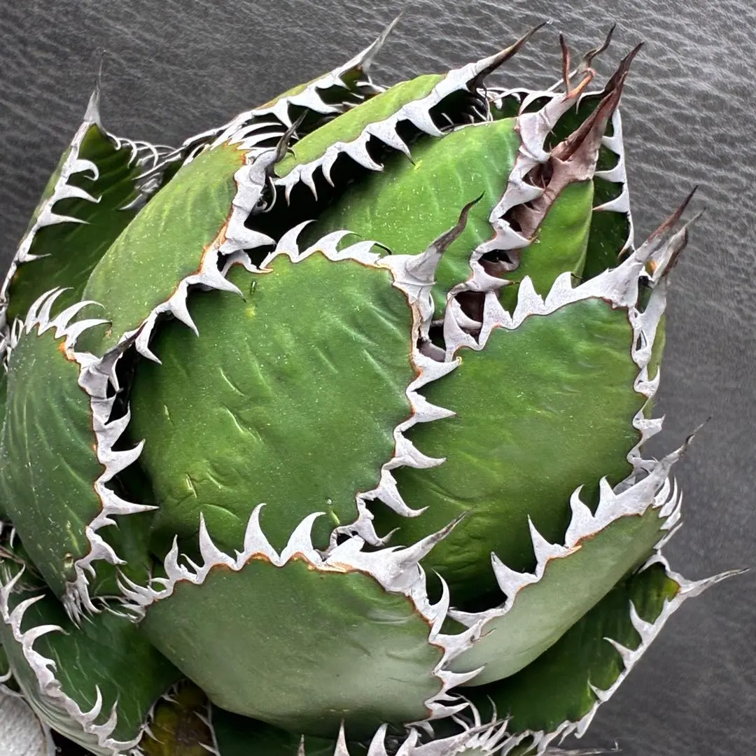 2026年最新】アガベ ホリダ（agave horrida ）の人気アイテム - メルカリ