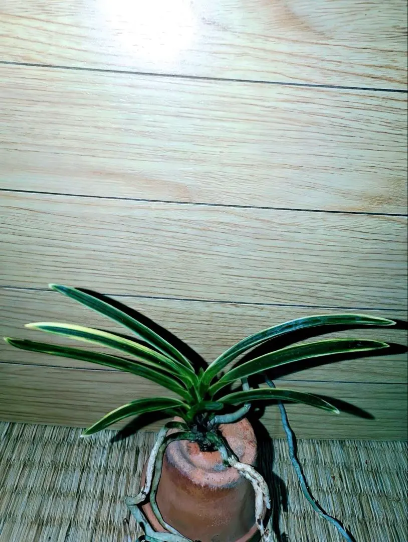 2026年最新】羆 富貴蘭の人気アイテム - メルカリ