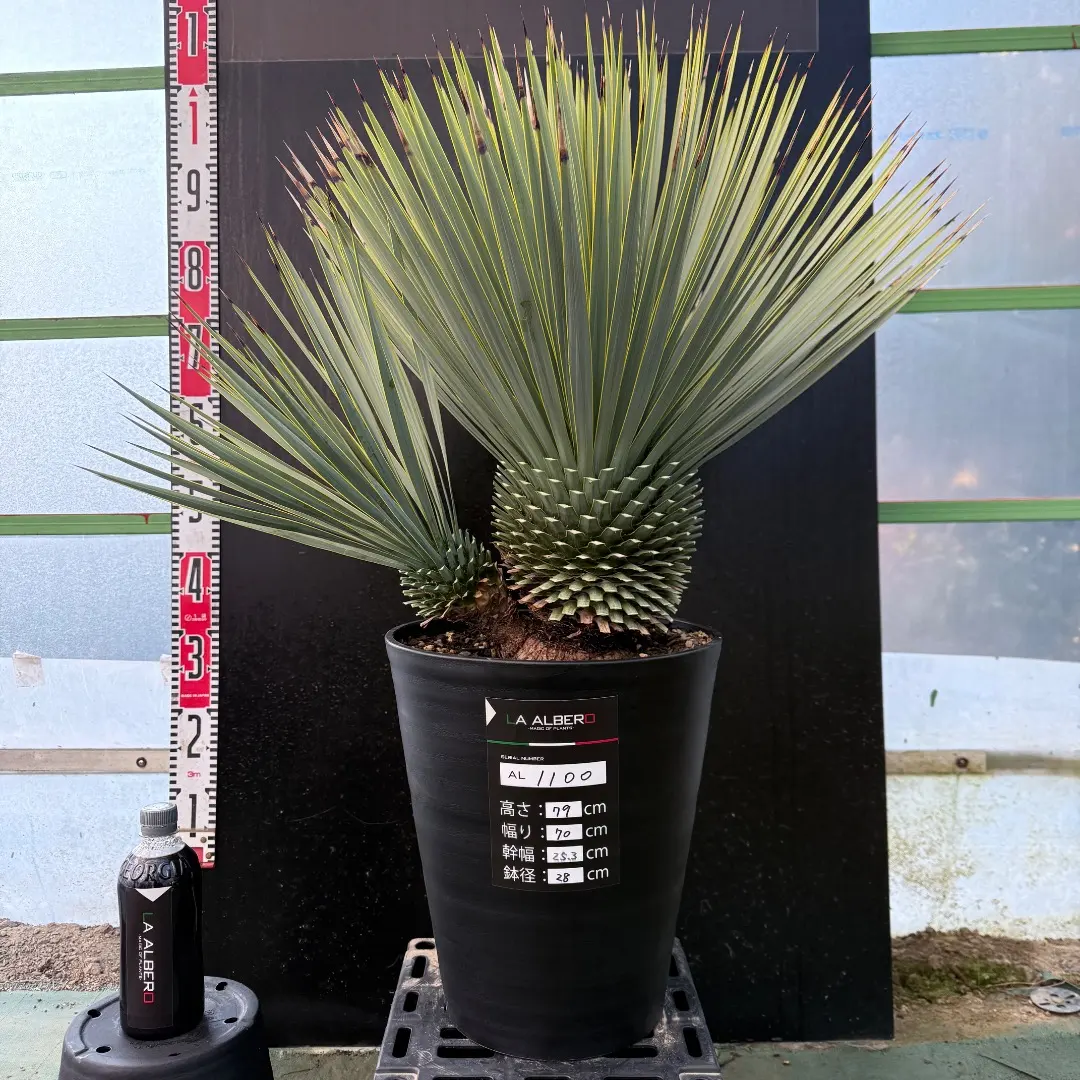 2026年最新】ユッカロストラータ ダブルヘッドの人気アイテム - メルカリ