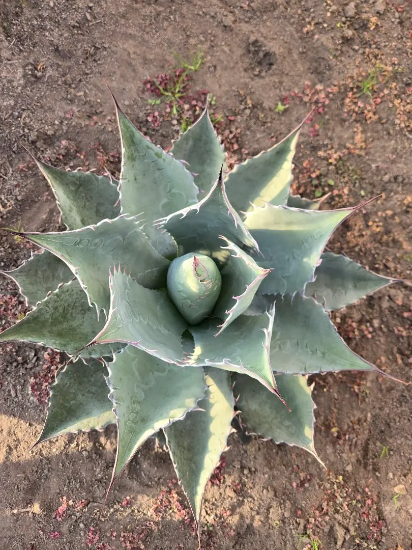 2026年最新】アガベ マルガリータの人気アイテム - メルカリ