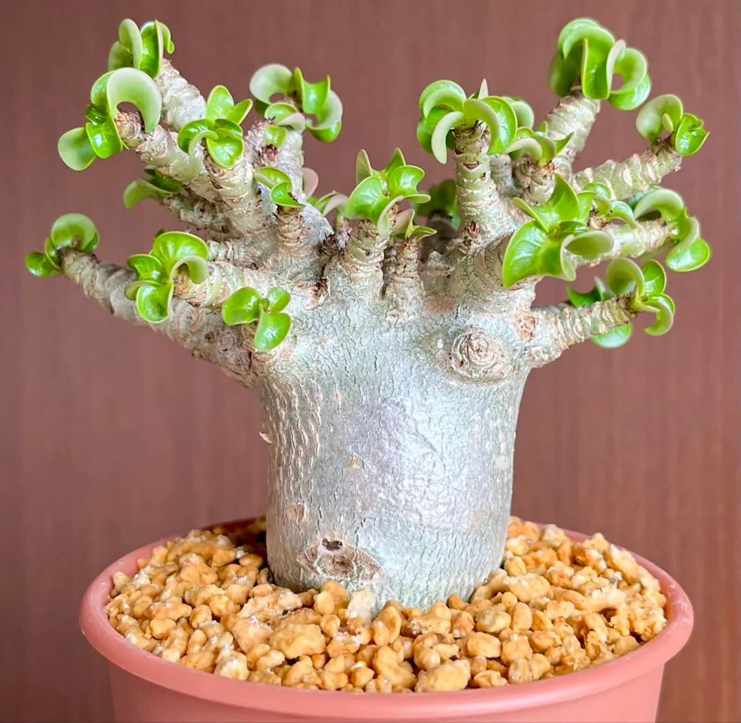 2026年最新】アデニウム 獅子葉 ドーセットホーンの人気アイテム