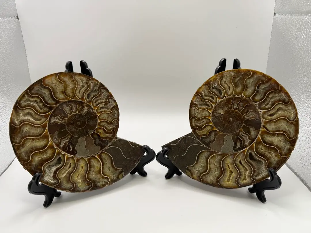 2026年最新】アンモナイト プレートの人気アイテム - メルカリ