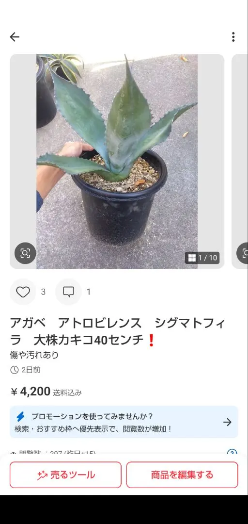 2026年最新】アガベ ミラビリスの人気アイテム - メルカリ