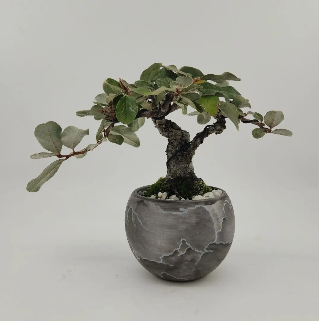 2026年最新】寒グミの人気アイテム - メルカリ