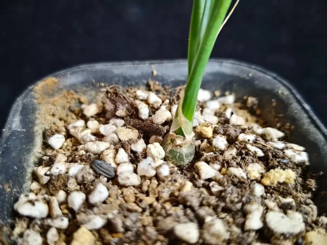 2026年最新】ドラセナ シナバリの人気アイテム - メルカリ