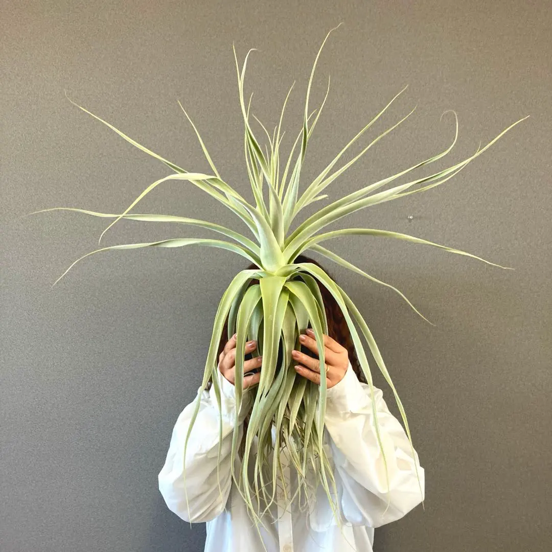 2026年最新】ストラミネアの人気アイテム - メルカリ