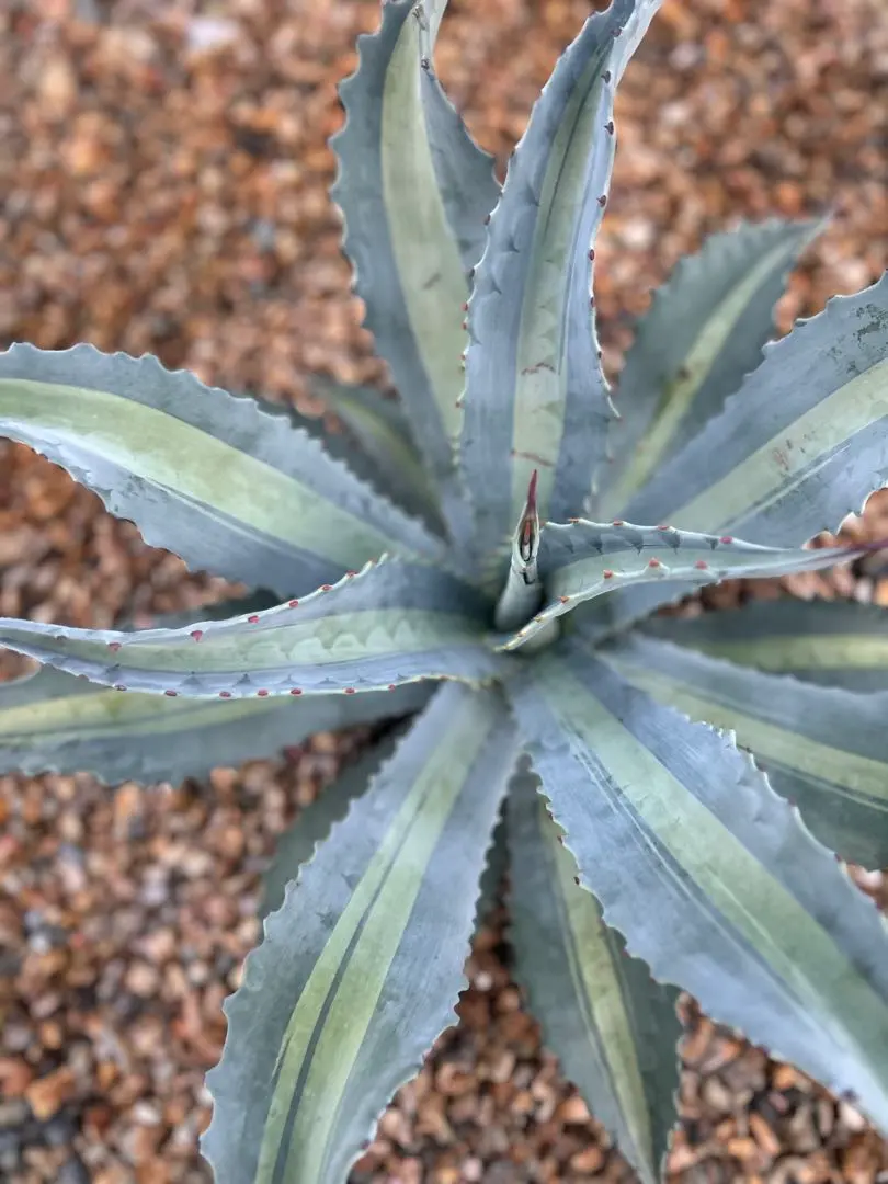 2026年最新】アガベ アメリカーナ レモンライムの人気アイテム - メルカリ