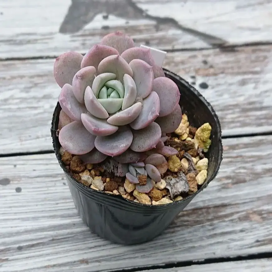 2026年最新】エリークイーン 多肉の人気アイテム - メルカリ