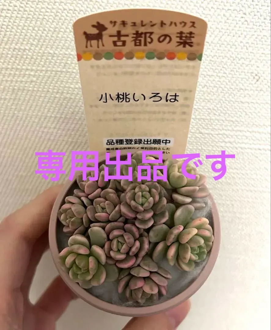 2026年最新】古都の葉 小桃いろはの人気アイテム - メルカリ