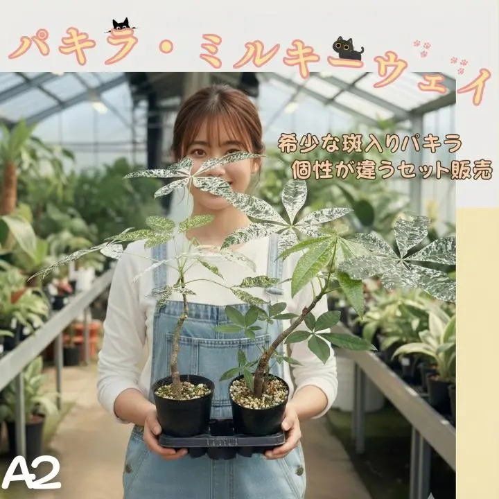 2026年最新】パキラミルキーウェイ接木の人気アイテム - メルカリ