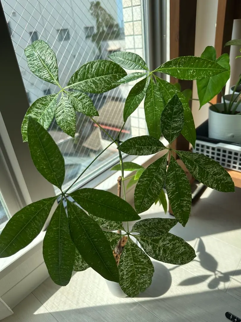 2026年最新】パキラミルキーウェイ接木の人気アイテム - メルカリ