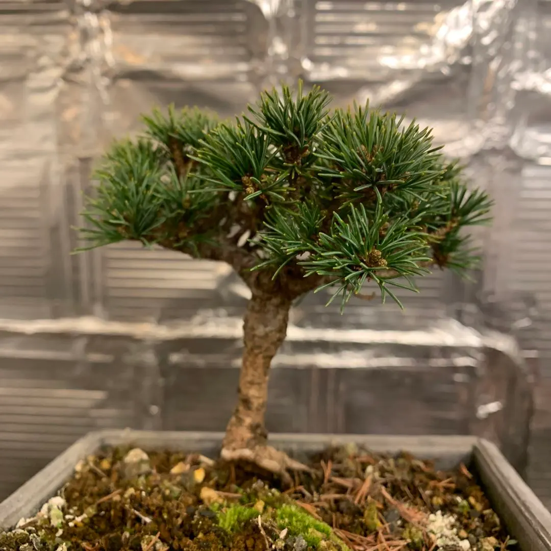 2026年最新】瑞祥 盆栽の人気アイテム - メルカリ