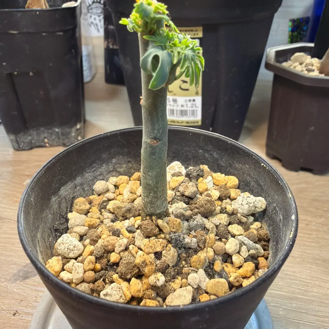 2026年最新】アデニア グラウカの人気アイテム - メルカリ