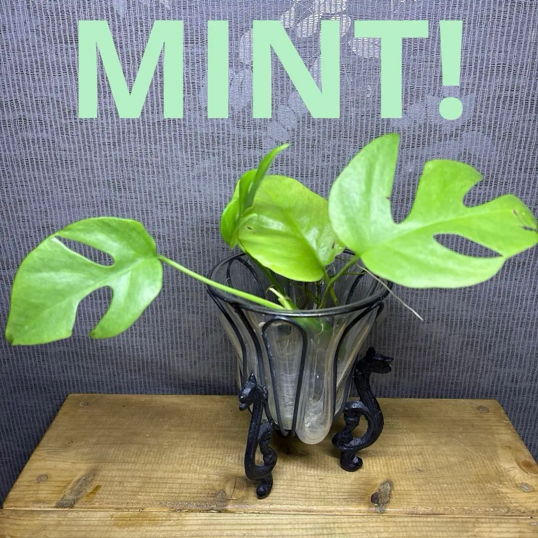 2026年最新】ラフィドフォラ テトラスペルマ ミント斑入りの人気