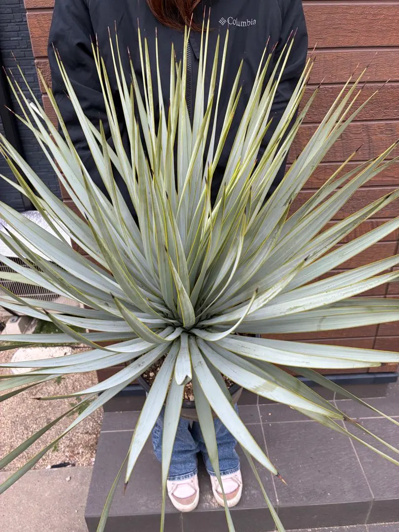 2026年最新】ユッカ マルデヌベスの人気アイテム - メルカリ