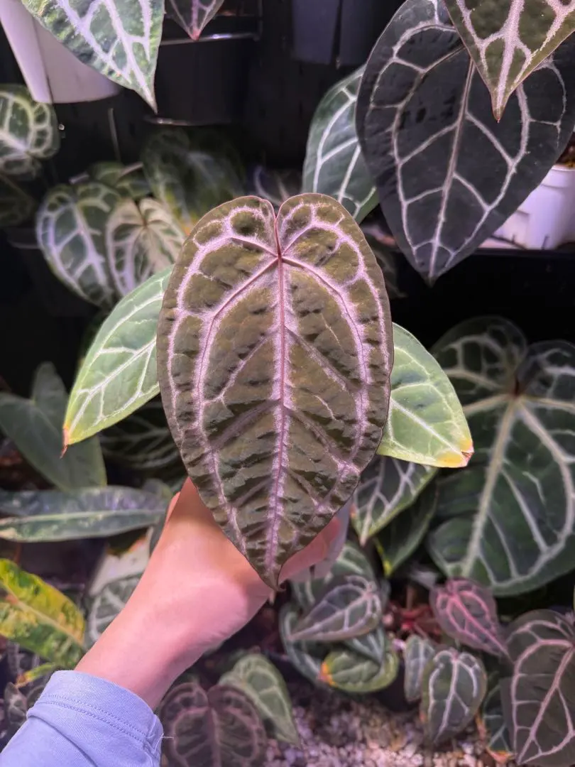 2026年最新】anthurium michelleの人気アイテム - メルカリ