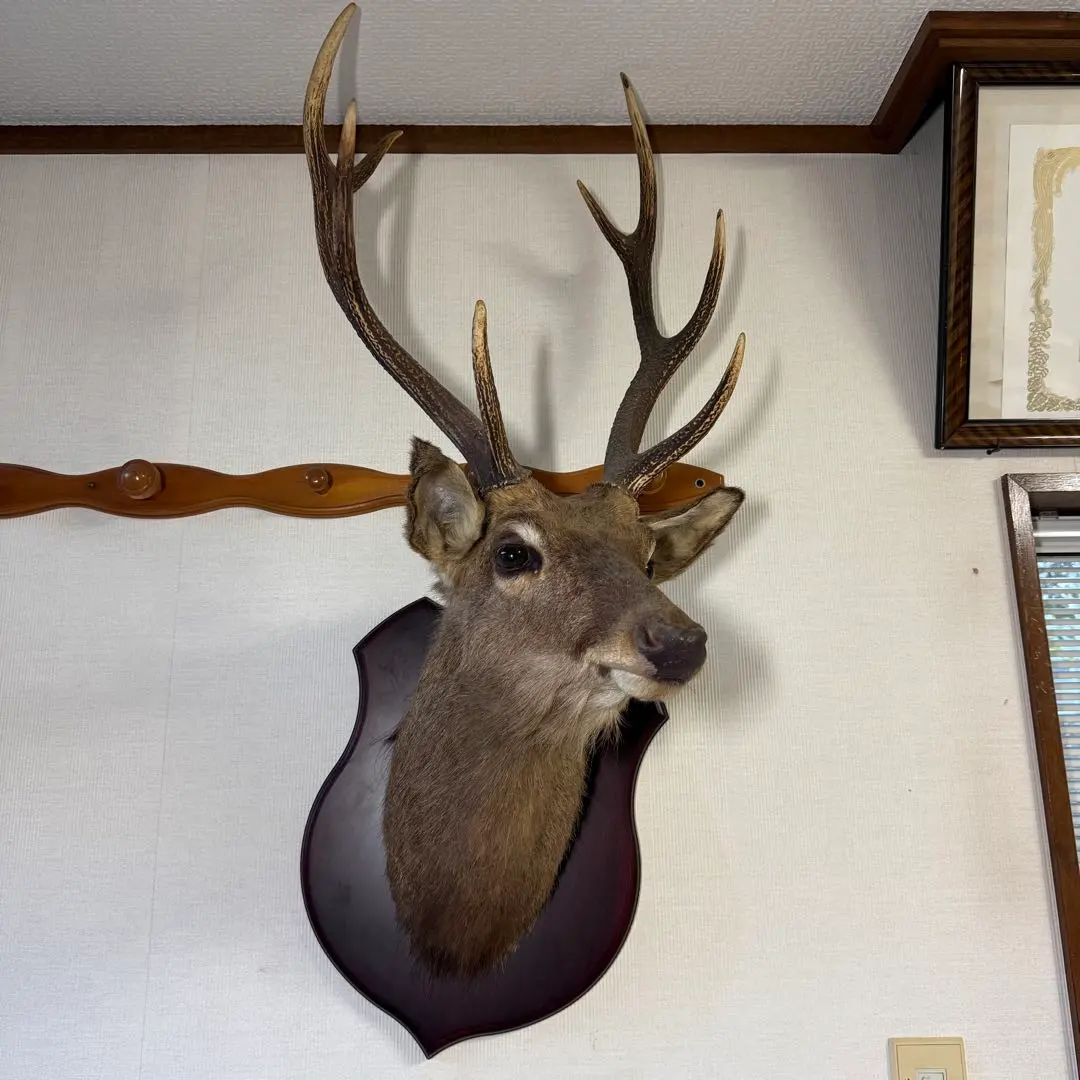 2026年最新】鹿 角 トロフィーの人気アイテム - メルカリ
