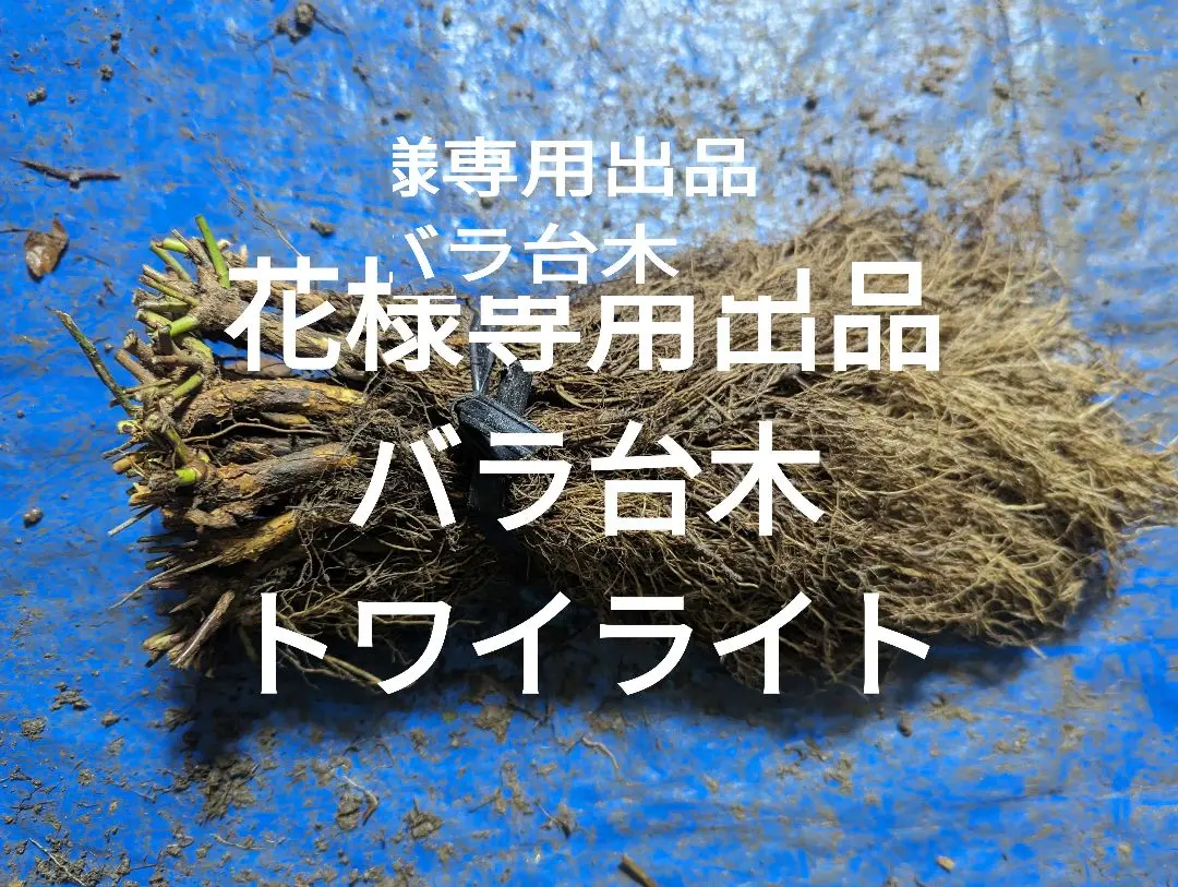 2026年最新】バラ スタンダード仕立て 台木の人気アイテム - メルカリ