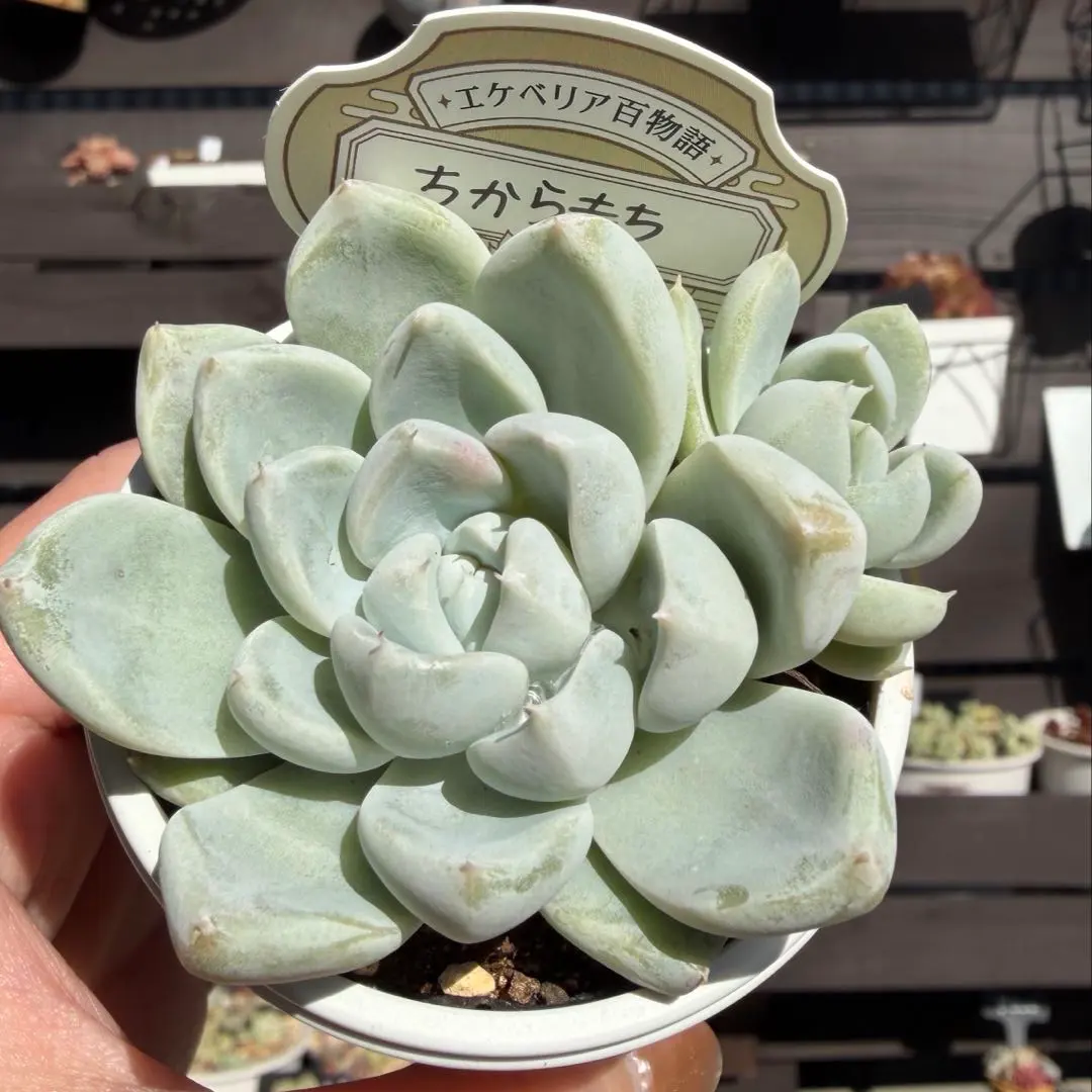 2026年最新】トラントンゴの人気アイテム - メルカリ