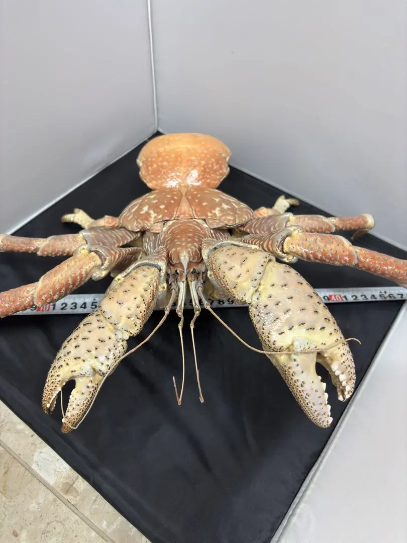 2026年最新】剥製 ヤシガニの人気アイテム - メルカリ